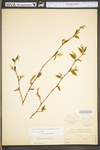 Carpinus caroliniana ssp. virginiana by WV University Herbarium