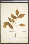 Carpinus caroliniana ssp. virginiana by WV University Herbarium