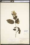 Carpinus caroliniana ssp. virginiana by WV University Herbarium