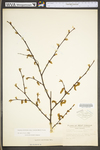 Carpinus caroliniana ssp. virginiana by WV University Herbarium