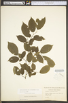 Carpinus caroliniana ssp. virginiana by WV University Herbarium