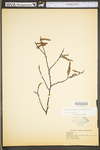 Carpinus caroliniana ssp. virginiana by WV University Herbarium