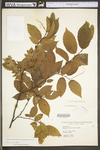 Carpinus caroliniana ssp. virginiana by WV University Herbarium