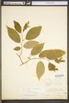 Carpinus caroliniana ssp. virginiana by WV University Herbarium