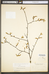 Carpinus caroliniana ssp. virginiana by WV University Herbarium