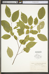 Carpinus caroliniana ssp. virginiana by WV University Herbarium