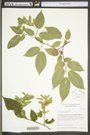 Carpinus caroliniana ssp. virginiana by WV University Herbarium