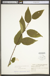 Carpinus caroliniana ssp. virginiana by WV University Herbarium