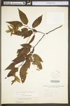 Carpinus caroliniana ssp. virginiana by WV University Herbarium