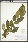 Carpinus caroliniana ssp. virginiana by WV University Herbarium