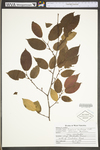 Carpinus caroliniana ssp. virginiana by WV University Herbarium