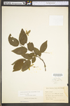 Carpinus caroliniana ssp. virginiana by WV University Herbarium