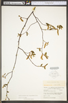 Carpinus caroliniana ssp. virginiana by WV University Herbarium