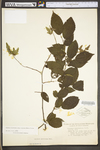 Carpinus caroliniana ssp. virginiana by WV University Herbarium