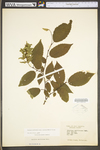 Carpinus caroliniana ssp. virginiana by WV University Herbarium