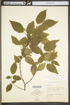 Carpinus caroliniana ssp. virginiana by WV University Herbarium