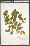 Carpinus caroliniana ssp. virginiana by WV University Herbarium