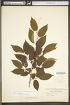 Carpinus caroliniana ssp. virginiana by WV University Herbarium