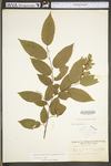 Carpinus caroliniana ssp. virginiana by WV University Herbarium