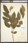 Carpinus caroliniana ssp. virginiana by WV University Herbarium