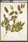 Carpinus caroliniana ssp. virginiana by WV University Herbarium