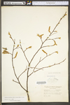 Carpinus caroliniana ssp. virginiana by WV University Herbarium