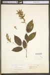 Carpinus caroliniana ssp. virginiana by WV University Herbarium