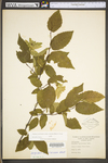 Carpinus caroliniana ssp. virginiana by WV University Herbarium