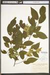 Carpinus caroliniana ssp. virginiana by WV University Herbarium