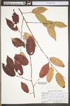 Carpinus caroliniana ssp. virginiana by WV University Herbarium