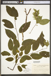 Carpinus caroliniana ssp. virginiana by WV University Herbarium