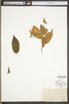 Carpinus caroliniana ssp. virginiana by WV University Herbarium