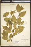 Carpinus caroliniana ssp. virginiana by WV University Herbarium