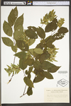 Carpinus caroliniana ssp. virginiana by WV University Herbarium