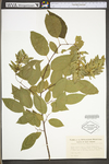 Carpinus caroliniana ssp. virginiana by WV University Herbarium