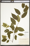 Carpinus caroliniana ssp. virginiana by WV University Herbarium