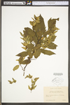 Carpinus caroliniana ssp. virginiana by WV University Herbarium