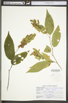 Carpinus caroliniana ssp. virginiana by WV University Herbarium