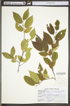 Carpinus caroliniana ssp. virginiana by WV University Herbarium