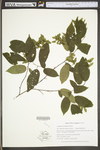 Carpinus caroliniana ssp. virginiana by WV University Herbarium