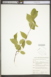 Carpinus caroliniana ssp. virginiana by WV University Herbarium