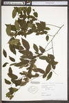 Carpinus caroliniana ssp. virginiana by WV University Herbarium