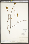 Betula by WV University Herbarium