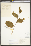 Betula alleghaniensis var. alleghaniensis by WV University Herbarium