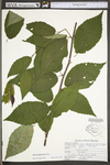 Betula alleghaniensis var. alleghaniensis by WV University Herbarium