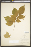 Betula lenta by WV University Herbarium