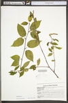 Betula lenta by WV University Herbarium