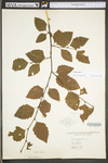 Betula nigra by WV University Herbarium