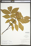 Carya alba by WV University Herbarium