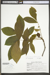 Carya alba by WV University Herbarium